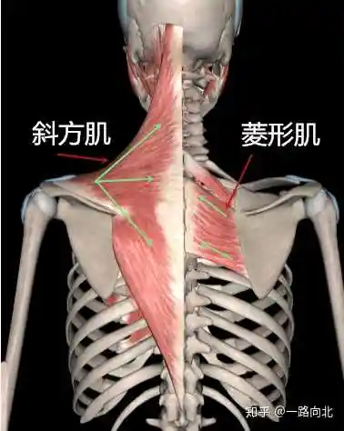 斜方肌,按照肌纤维的走向分为上中下三束,其功能为: 上束收缩,上提