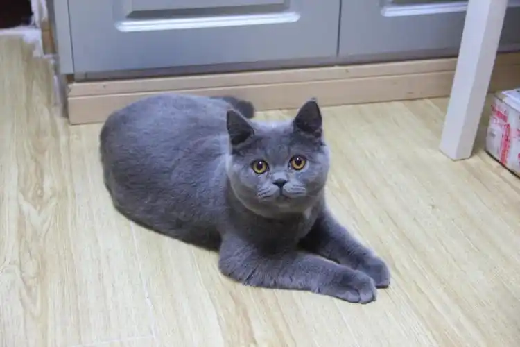 六个月的小蓝猫