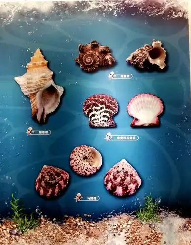快带上孩子一起去天水博物馆看贝壳展吧!