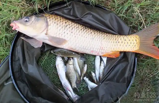 微山湖河段垂钓野生黄金大鲤鱼