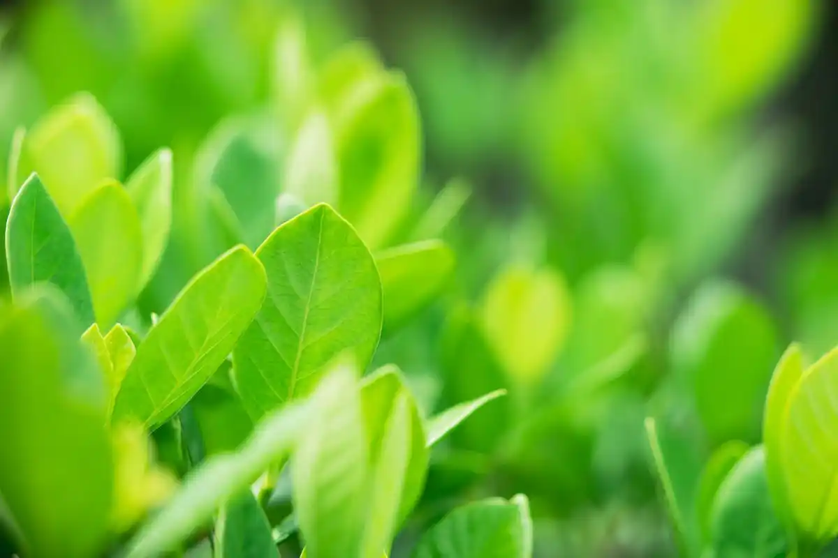 94 9897这款绿色系壁纸不仅干净清爽,还对眼睛超友好哦98!