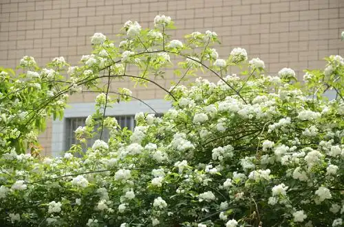 七里香花的养殖方法