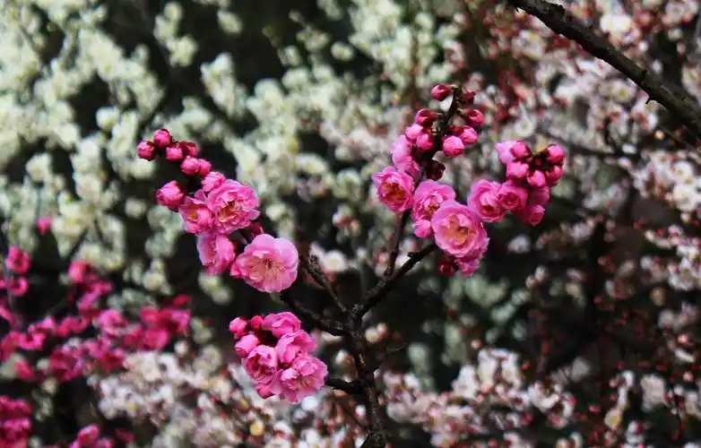 上海植物园梅花之三 2019年3月7日