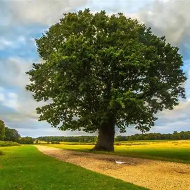 和树相关的头像 头像图片大全 -【爱个性】