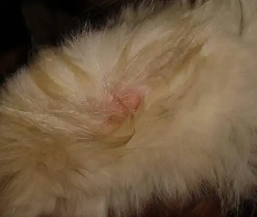 猫咪身上一碰就脱毛是什么现象,猫咪脱毛是什么现象|猫癣|猫咪|菌液