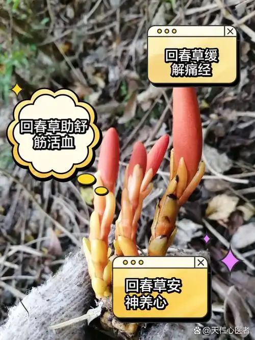回春草有什么功效