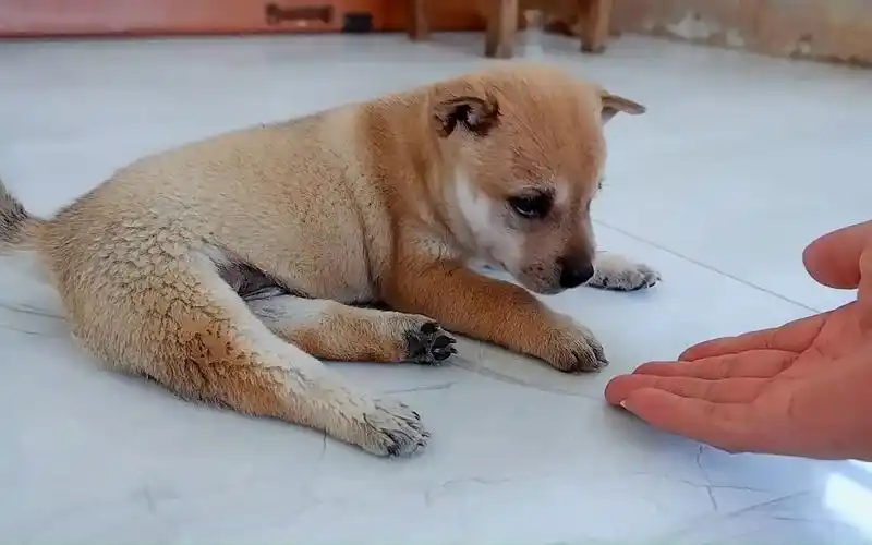 刚出生30天的小奶狗,奶凶奶凶的总是被大狗欺负,呆萌又可爱