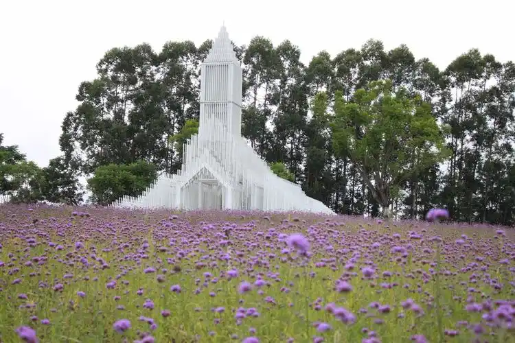 佛山南海里水 贤鲁岛 花海_广东自驾游论坛_澄海cc网