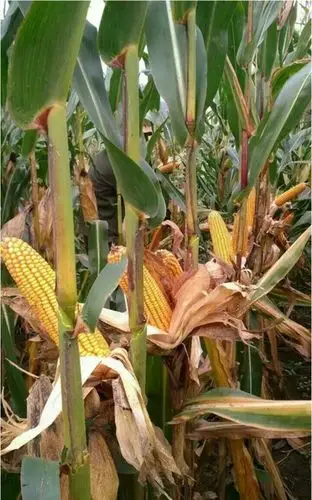 黄淮海超耐密抗倒稳高产新品种-天塔619