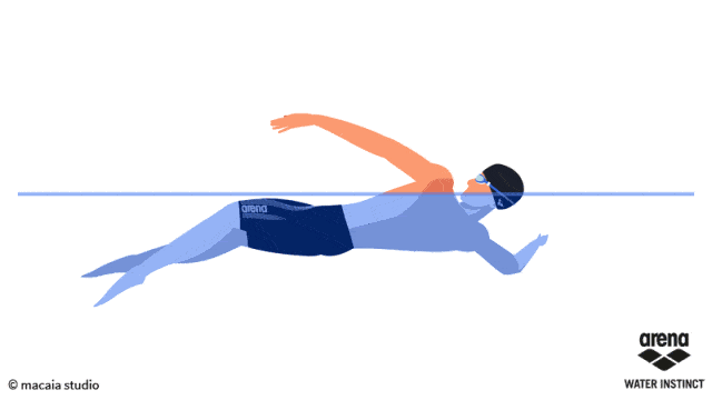 自由泳肌肉发力