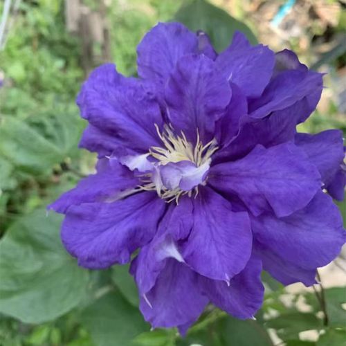 旭裳花卉铁线莲北极女王蓝色风暴风之诱惑p9时令草本花卉