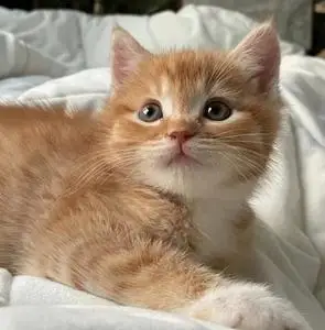 90tb470408113淘宝纯种中华田园大橘猫黑白粽虎斑狸花猫家养土猫