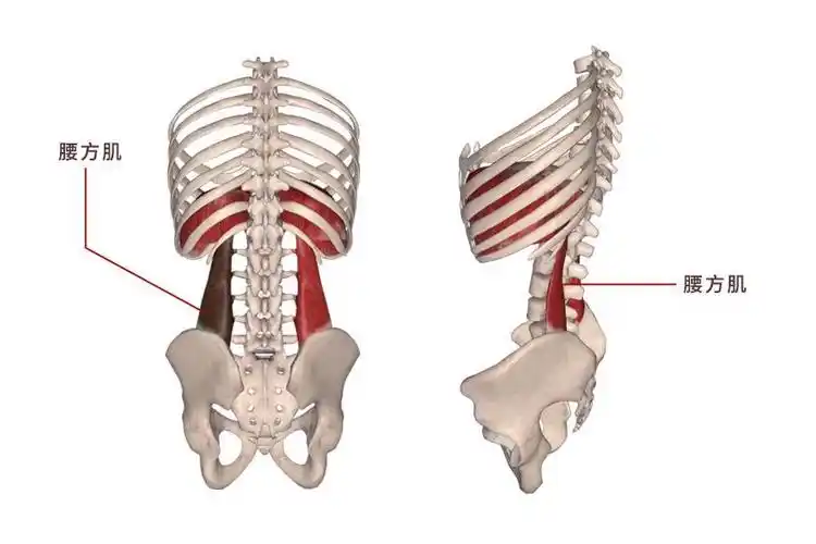 肌肉科普探讨身体肌肉腰方肌
