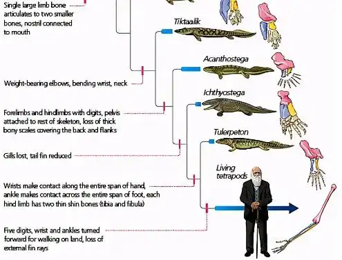 科学家猜想:人类是从鱼类进化来的,进化过程大概是这样