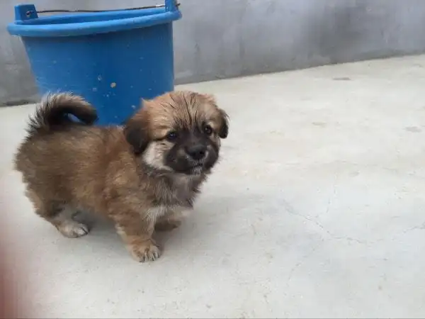 匿名2016-07-22 00:03  2016-07-22 07:53  最佳答案 哈巴狗串串!