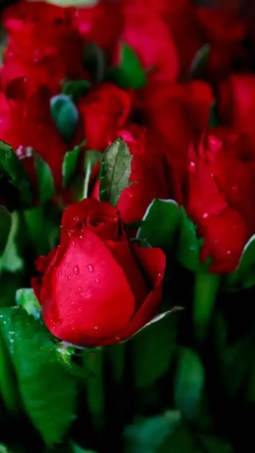 唯美图片‖玫瑰花.,玫瑰花图片大全(唯美玫瑰花手机壁纸)