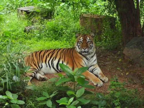 深山密林拍老虎