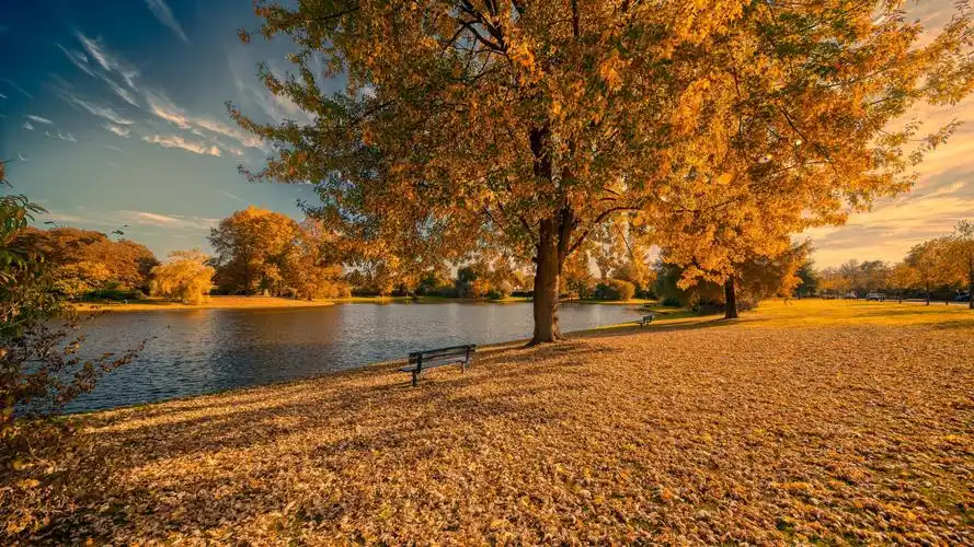 壁纸 金色的秋天,树木,叶子,长凳,公园,湖 2560x1600 hd 高清壁纸