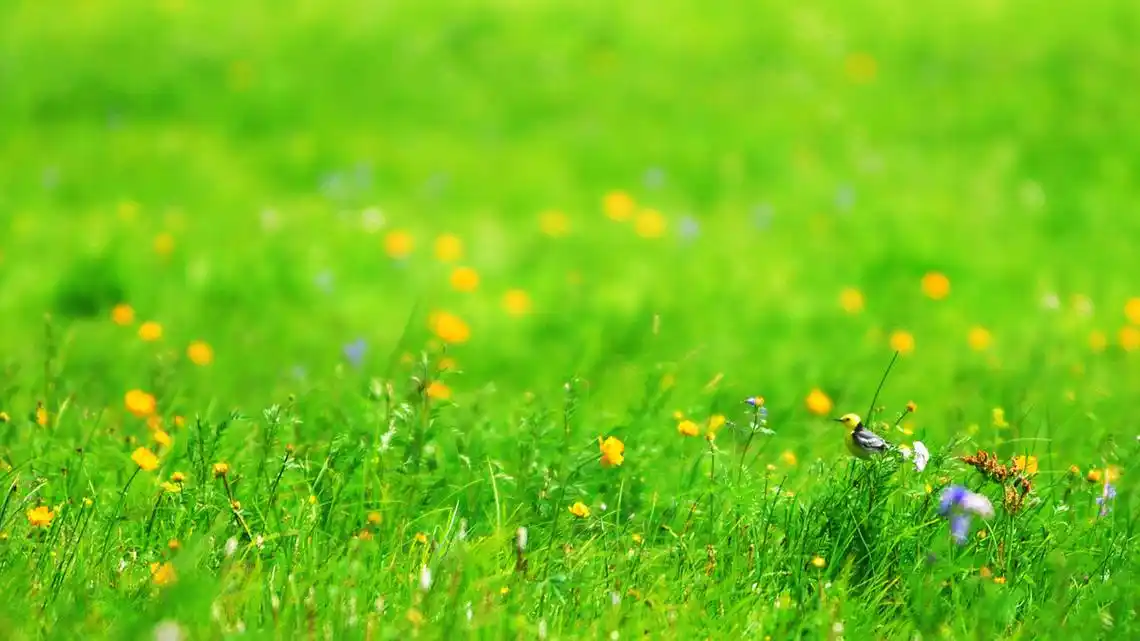 诗词中的那一抹新绿,清新明亮,唯美了时光温柔了岁月