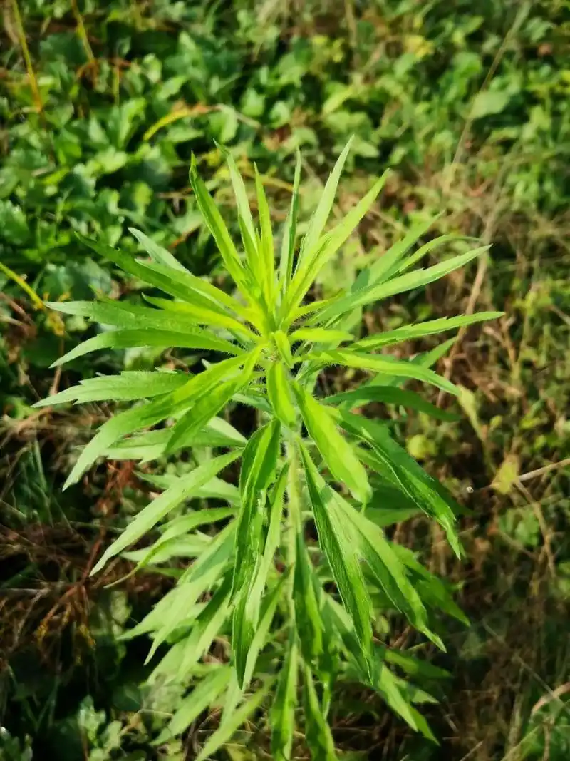 【每天认识一种植物 7/31】飞蓬 飞蓬,菊科飞蓬属植物 别名:飞蓬草