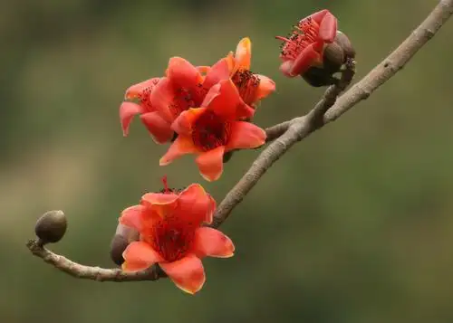 三月木棉花花开花谢,完美落幕(总结篇)