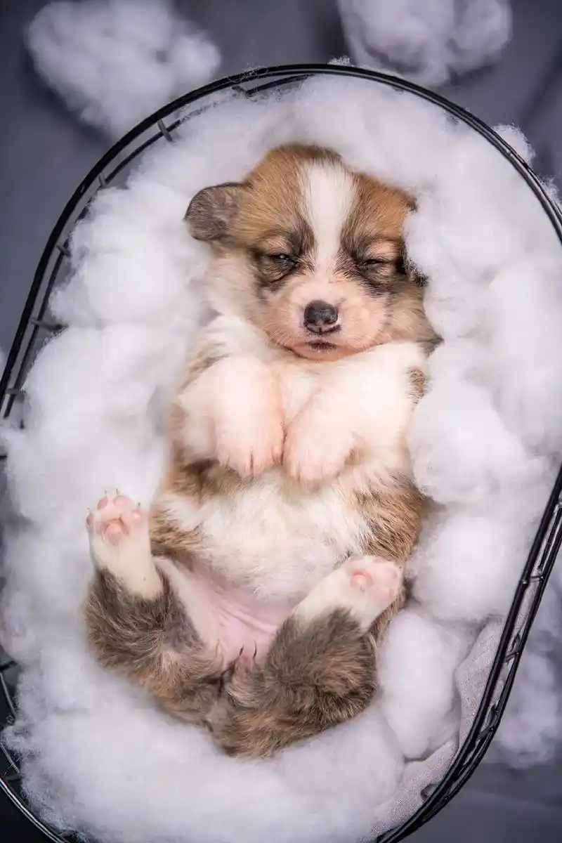 刚出满月萌萌哒小柯基犬拍出来照片太可爱了