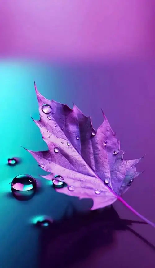 简约壁纸|叶子,水滴