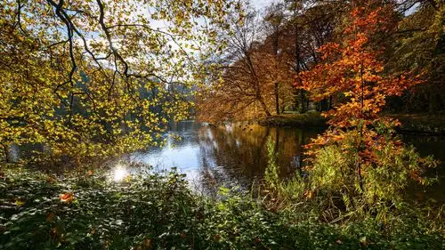 壁纸 荷兰自然风景,秋天,树木,叶子,池塘 3840x2160 uhd 4k 高清壁纸