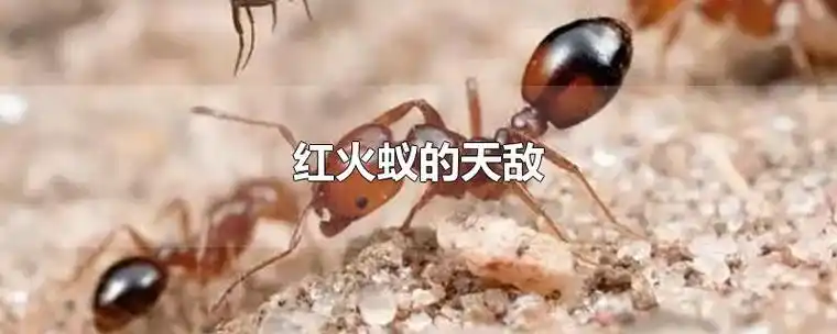 红火蚁的天敌