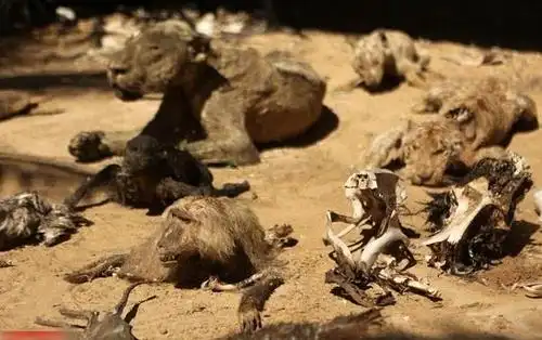 因为战乱被遗弃的动物园时隔多年被发现时所有动物已变成干尸