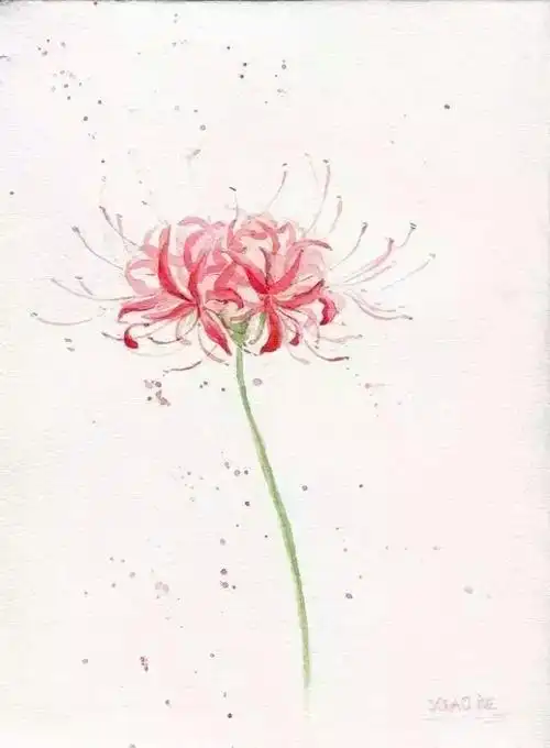 古风唯美简约壁纸小清新曼陀沙华 彼岸花 手绘