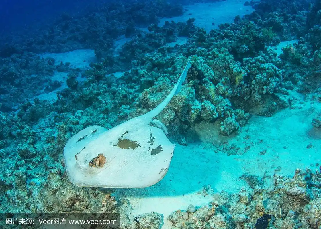 魟鱼,底栖生物带,尾鳍,深的,海洋生命