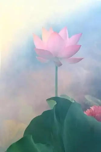 荷花有禅意 自古不染尘