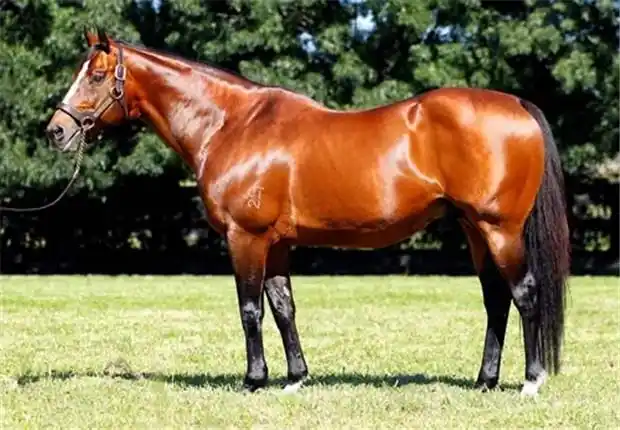 种公马"莫斯曼"(mossman)