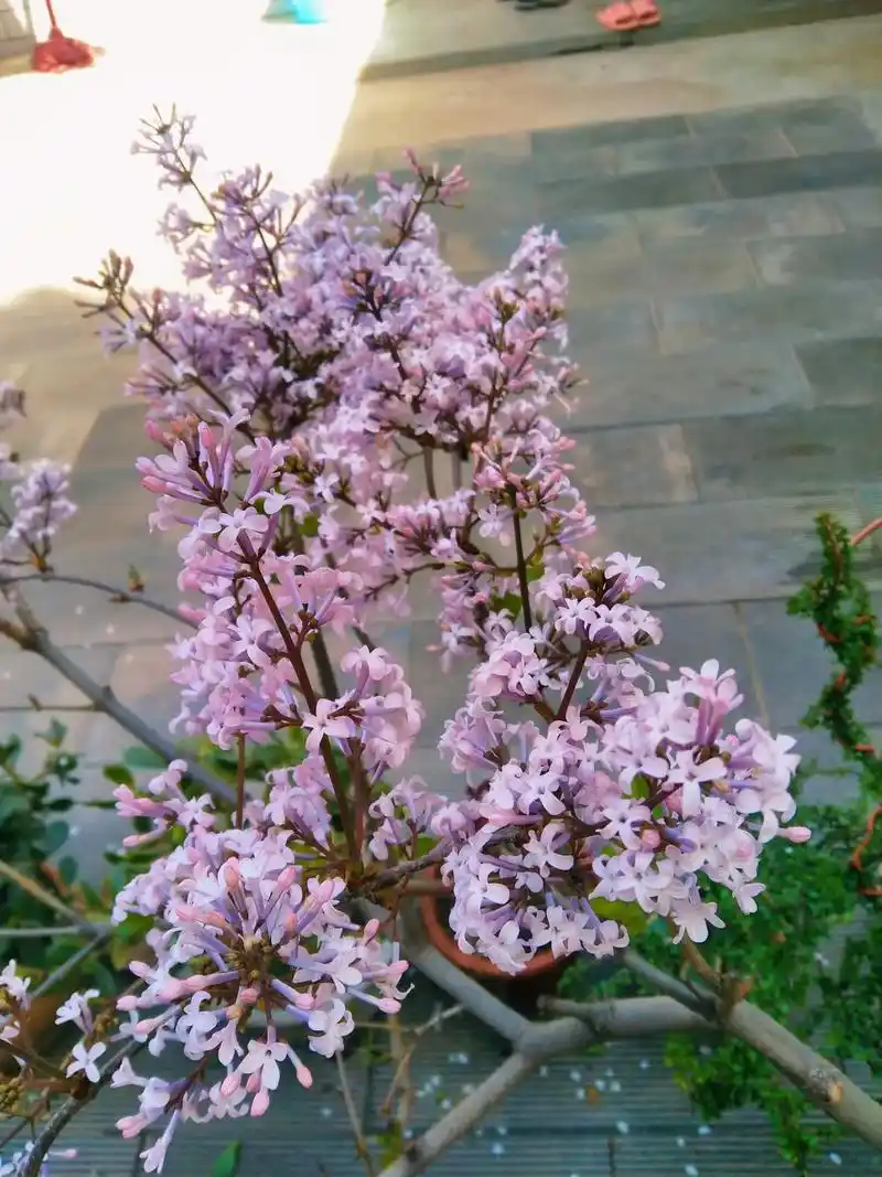 丁香花的花语:光辉,它代表思念,丁香的花蕾叫丁香结,寓意,愿 - 抖音