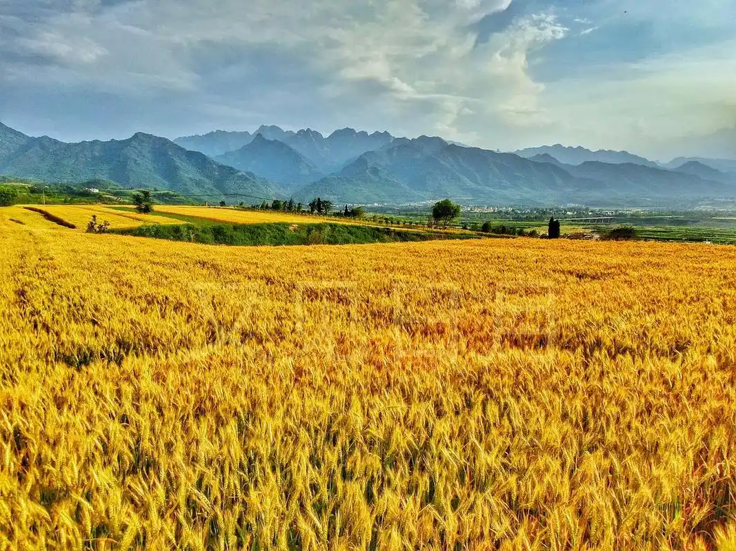 清晨,一缕缕温暖的阳光照耀在麦田上,透过绿油油的麦穗,洒下一片璀璨