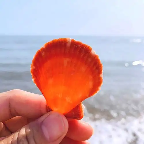 彩色贝壳彩贝扇形贝天然海螺小贝壳家装贝壳墙贴地台婚庆装饰画摆