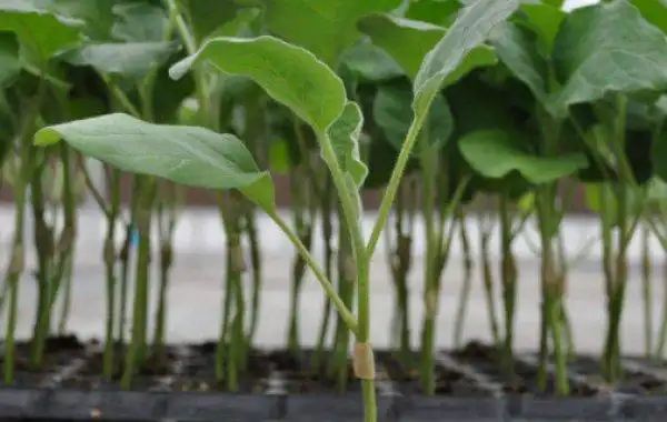 嫁接茄子的种植方法
