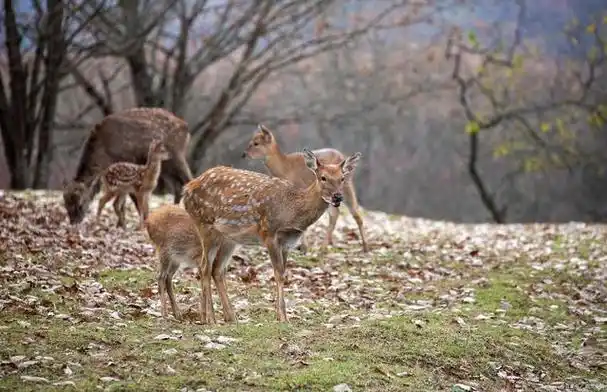 这只叫马鹿,因为体型和马差不多大小,所以叫马鹿,可不是梅花鹿能比的.