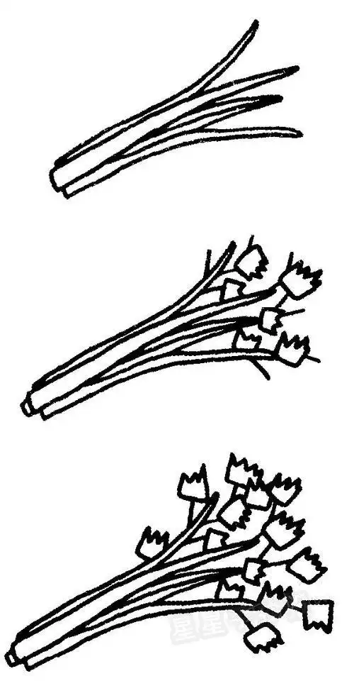 芹菜简笔画怎么画芹菜-简笔画图片-儿童资源网手机版芹菜简笔画图解