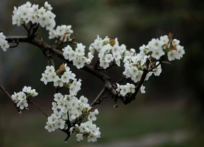 春雨梨花