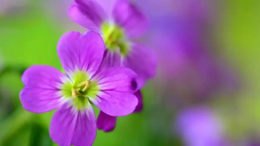 紫色花朵花瓣自然鲜花背景图片桌面壁纸