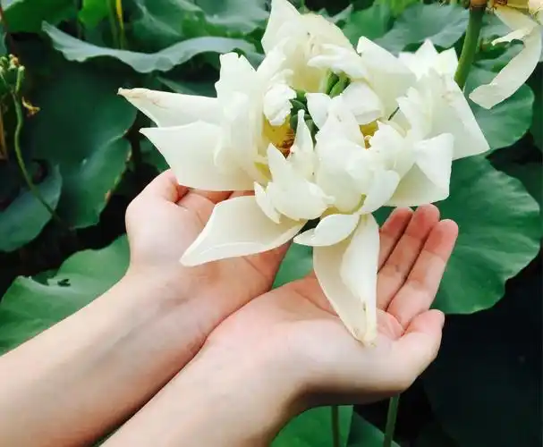 手捧莲花,心净神清