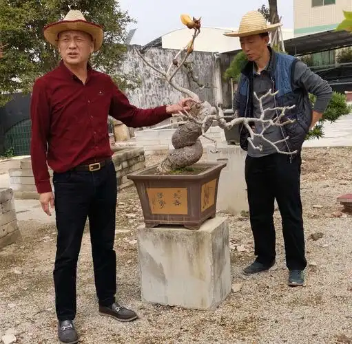 刘镇阳的盆景缘