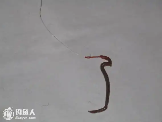 图解粗线虫的几种挂钩方式与玩法