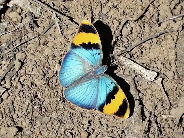 可爱的蝴蝶美图分享