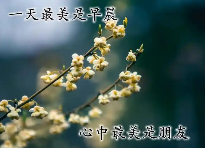 最美早安问候祝福语带图片,清晨问候大家早上好暖心祝福句子