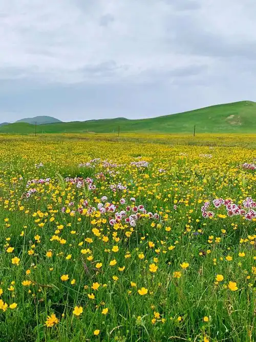 在那遥远的地方——金银滩草原
