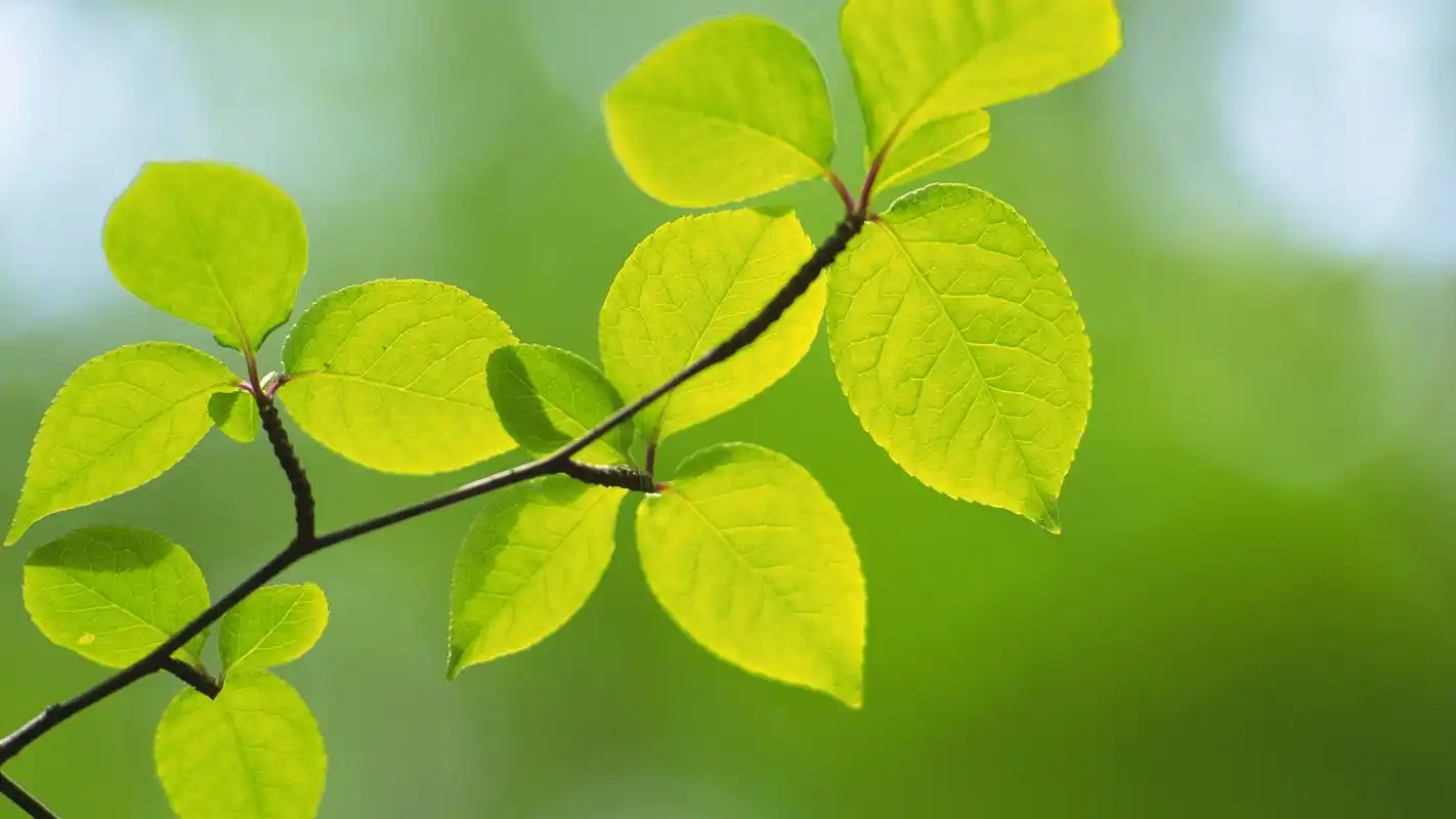 小清新绿色植物微距摄影图片高清宽屏桌面壁纸