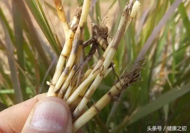 小儿反复流鼻血怎么办?有妙招!